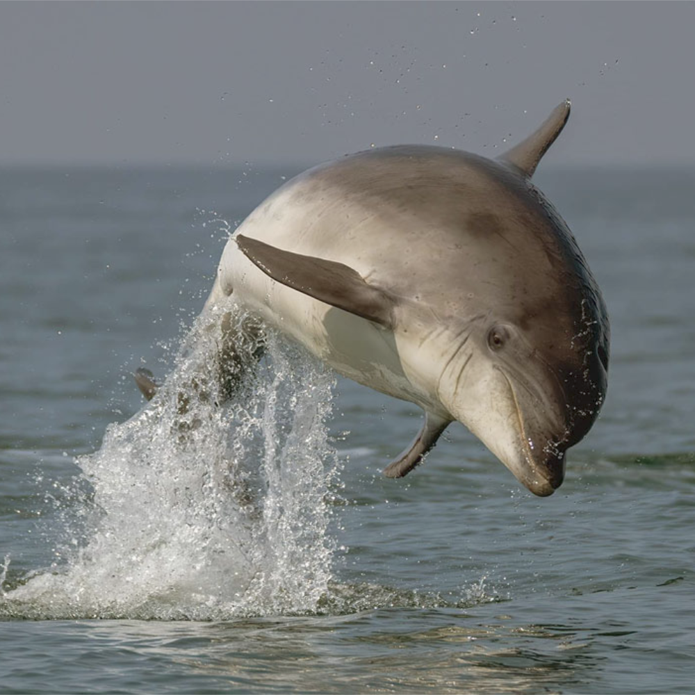 Sæl/Delfinsafari | Tæt på Havets Dyr
